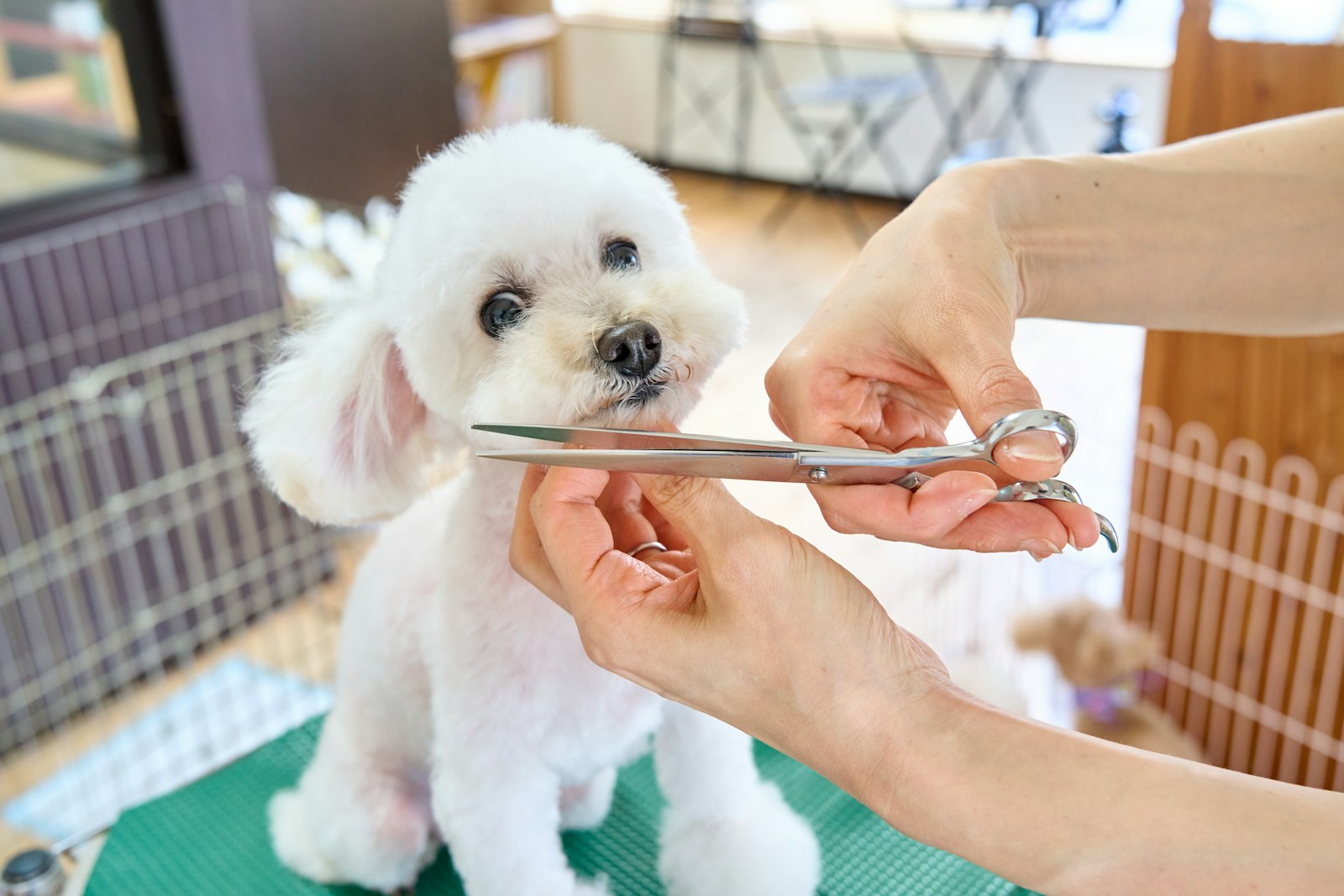 Groomer scissor-trimming a small white poodle on a grooming table