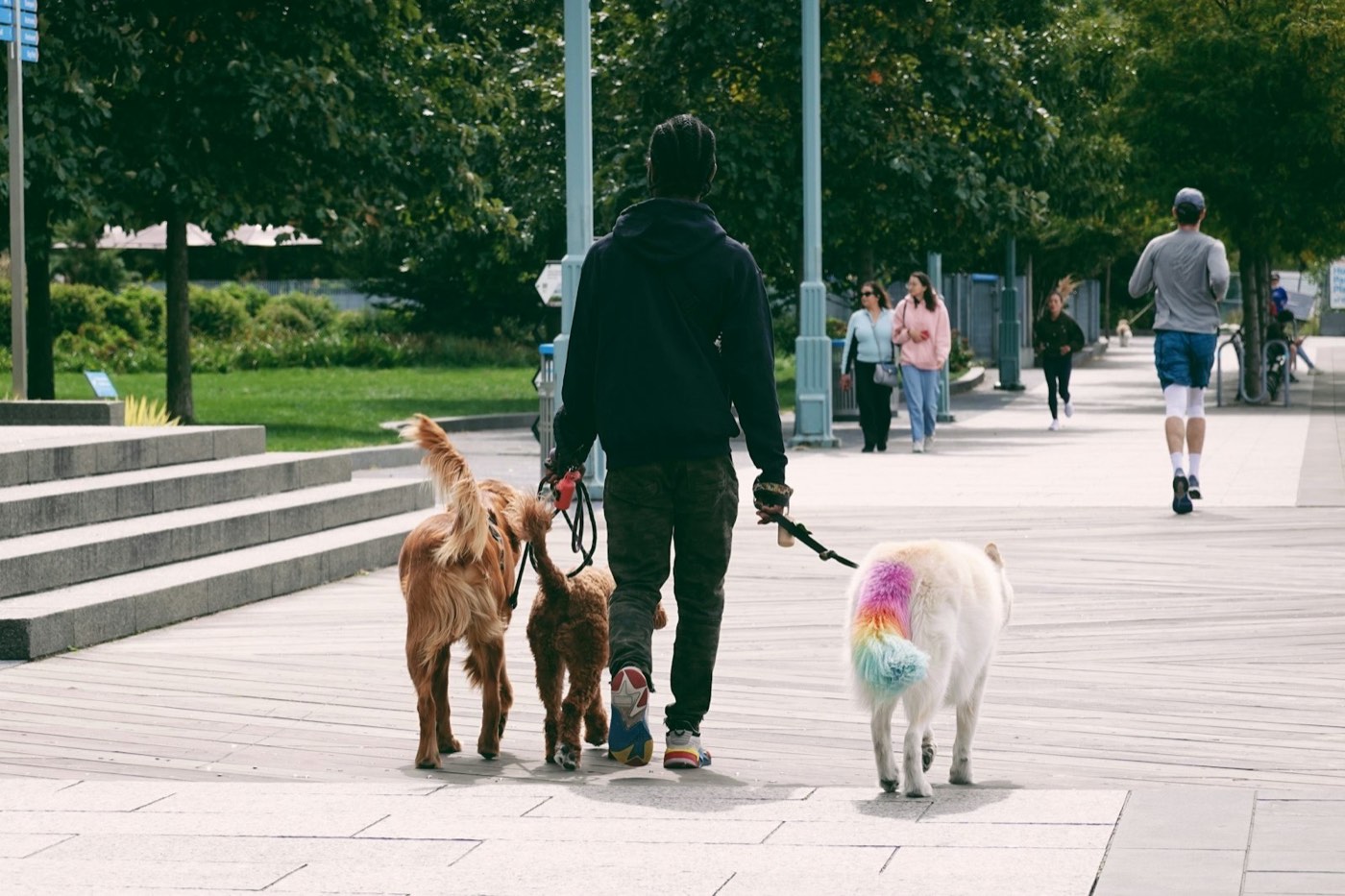 Dog walker strolling through a park with three dogs on leashes